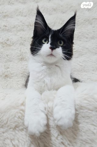 חתול מיין קון