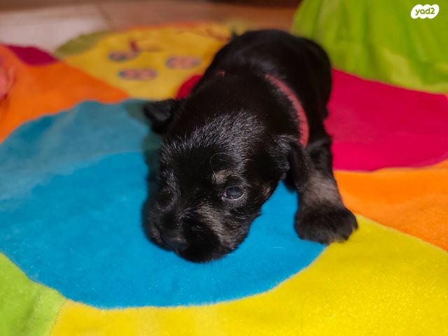 תמונת מודעה - חיות מחמד