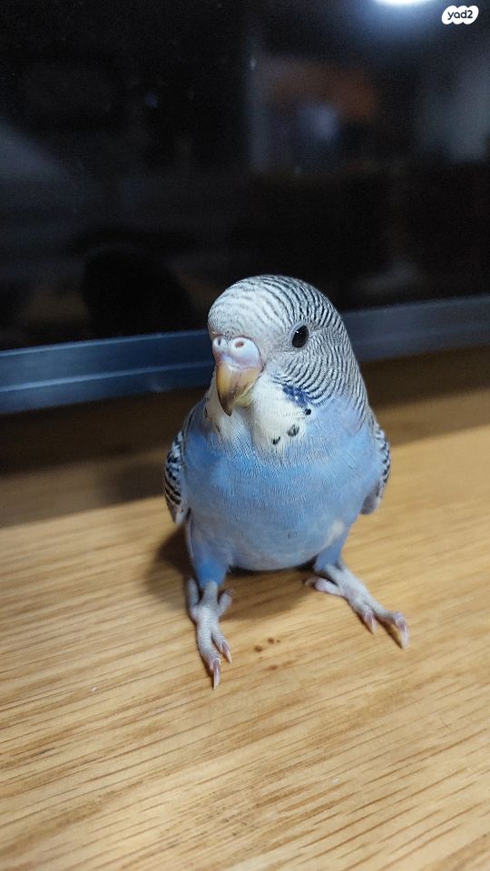 תמונת מודעה - חיות מחמד