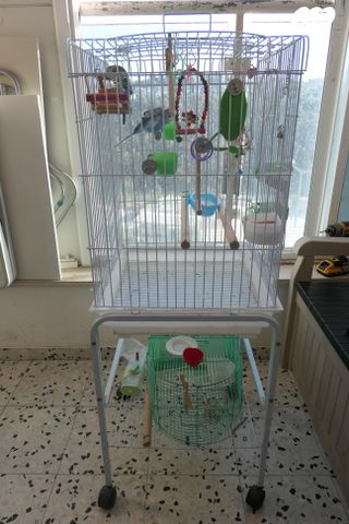 תמונת מודעה - חיות מחמד