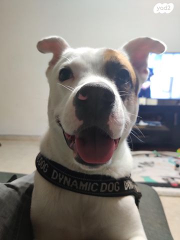 תמונת מודעה - חיות מחמד