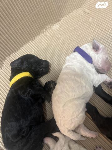 תמונת מודעה - חיות מחמד