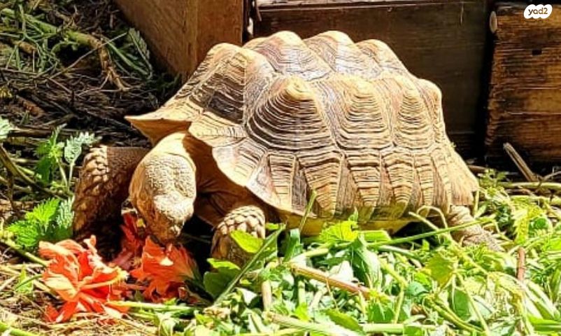 תמונת מודעה - חיות מחמד