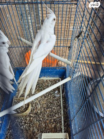 תמונת מודעה - חיות מחמד