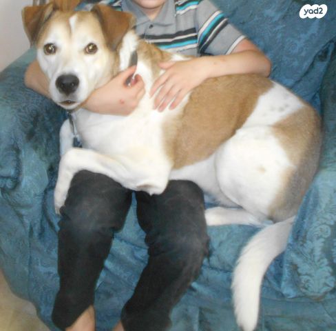 תמונת מודעה - חיות מחמד