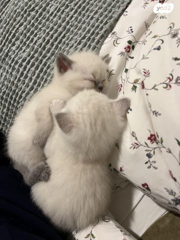 תמונת מודעה - חיות מחמד