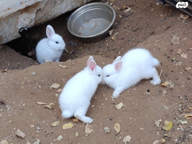 תמונת מודעה - חיות מחמד