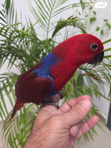 תמונת מודעה - חיות מחמד