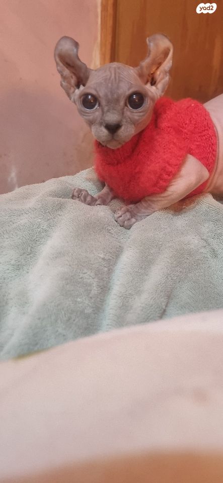 תמונת מודעה - חיות מחמד