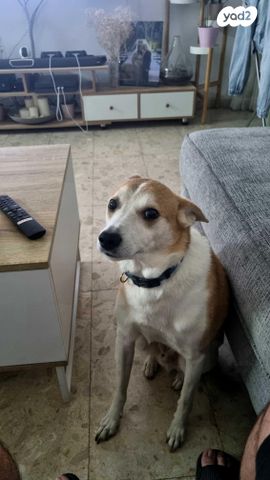 תמונת מודעה - חיות מחמד