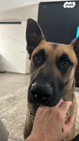 תמונת מודעה - חיות מחמד