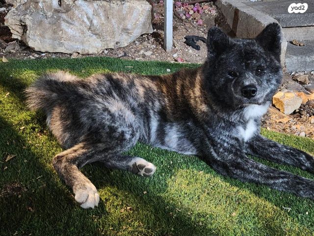 תמונת מודעה - חיות מחמד