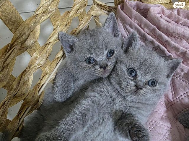 תמונת מודעה - חיות מחמד