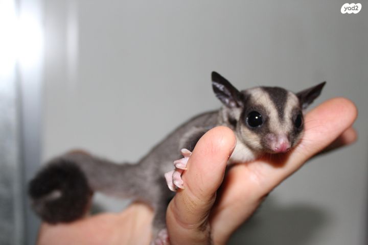 תמונת מודעה - חיות מחמד