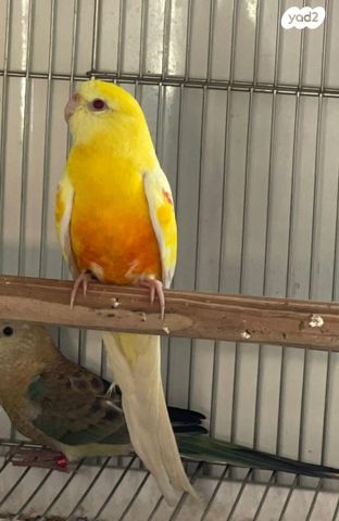 תמונת מודעה - חיות מחמד