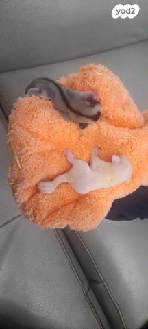 תמונת מודעה - חיות מחמד