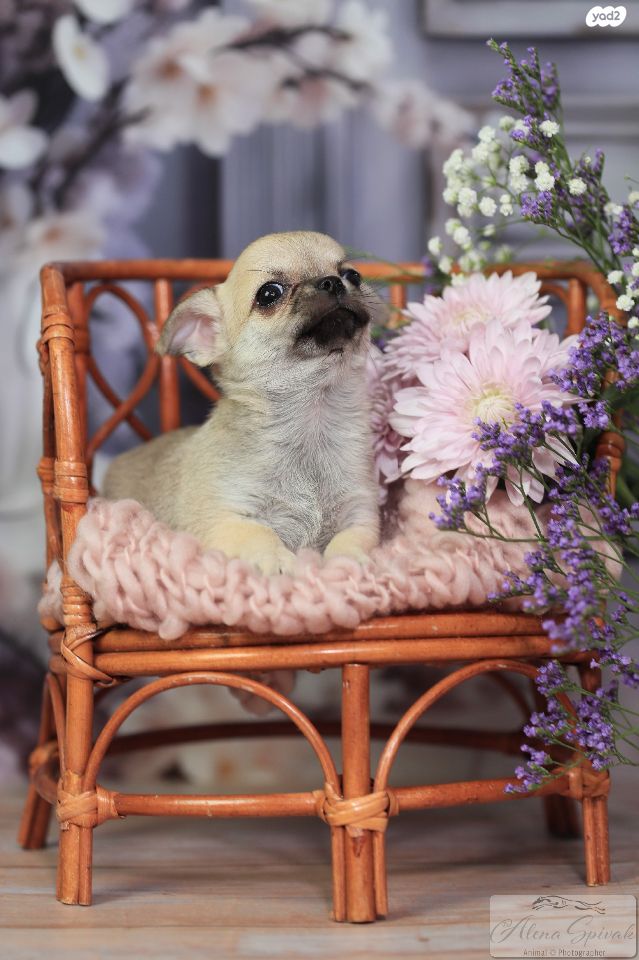 תמונת מודעה - חיות מחמד