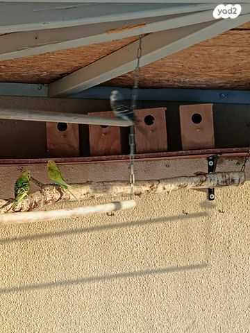 תמונת מודעה - חיות מחמד