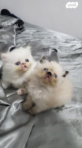 תמונת מודעה - חיות מחמד