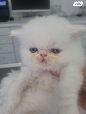 תמונת מודעה - חיות מחמד