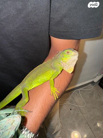 תמונת מודעה - חיות מחמד