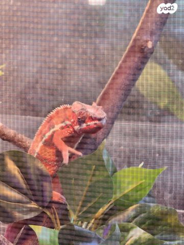 תמונת מודעה - חיות מחמד