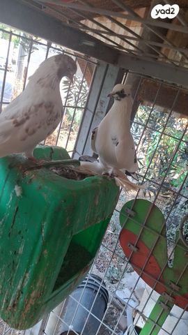 תמונת מודעה - חיות מחמד