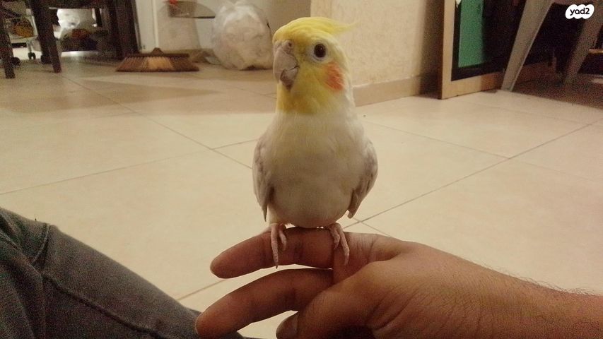 תמונת מודעה - חיות מחמד