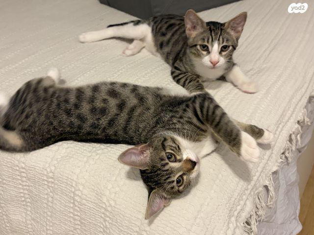 תמונת מודעה - חיות מחמד