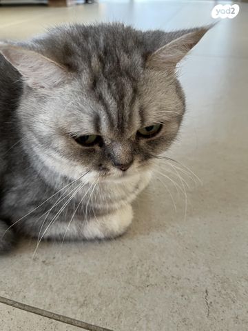 תמונת מודעה - חיות מחמד