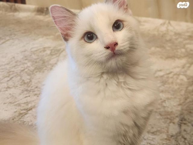 תמונת מודעה - חיות מחמד