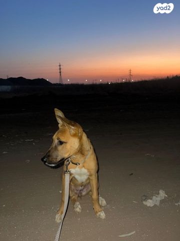 תמונת מודעה - חיות מחמד