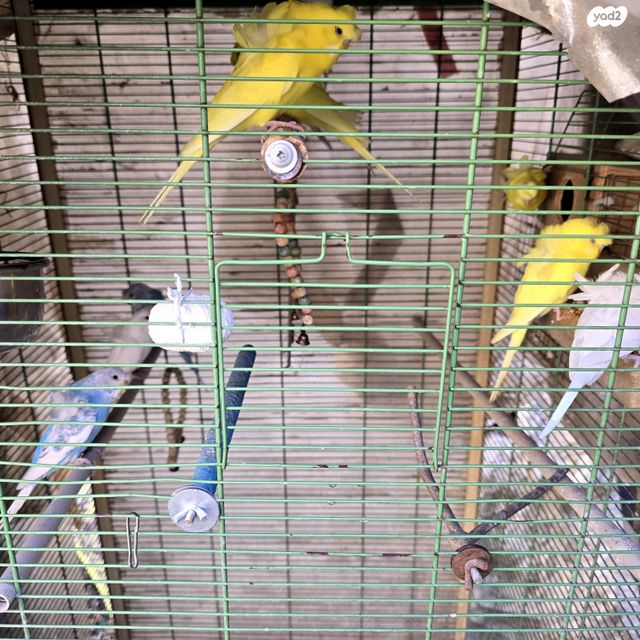 תמונת מודעה - חיות מחמד