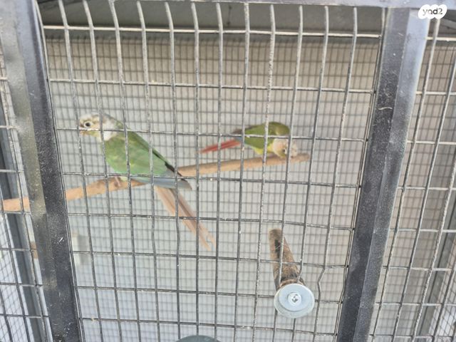 תמונת מודעה - חיות מחמד