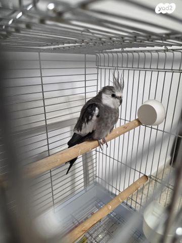 תמונת מודעה - חיות מחמד