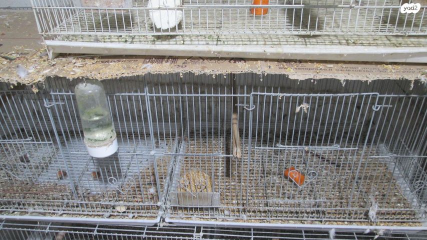 תמונת מודעה - חיות מחמד