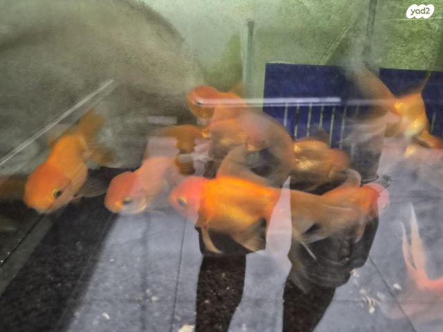 תמונת מודעה - חיות מחמד