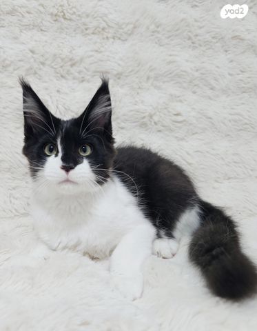 חתול מיין קון