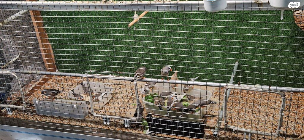 תמונת מודעה - חיות מחמד