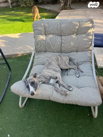 תמונת מודעה - חיות מחמד