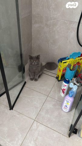 תמונת מודעה - חיות מחמד