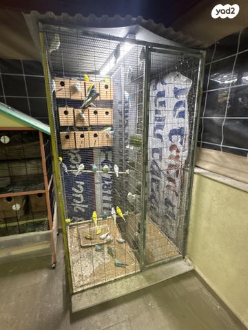 תמונת מודעה - חיות מחמד