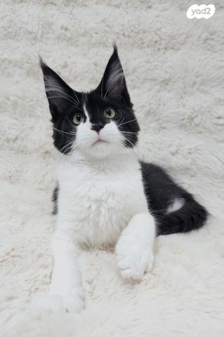 חתול מיין קון