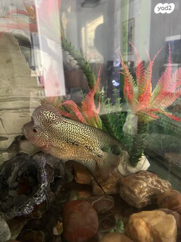 תמונת מודעה - חיות מחמד