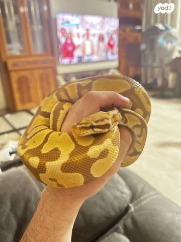 זוחל פיתון מתכדר