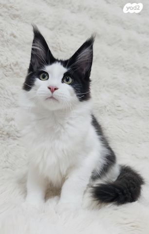 חתול מיין קון