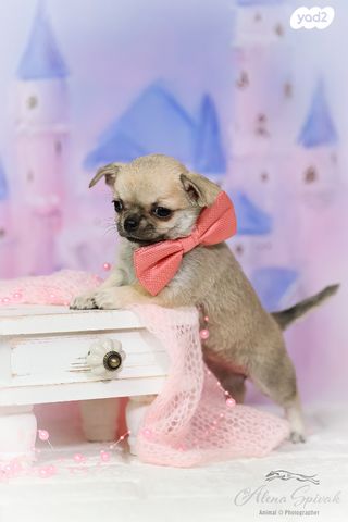 כלב צ'יוואווה