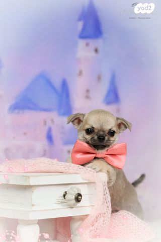 כלב צ'יוואווה