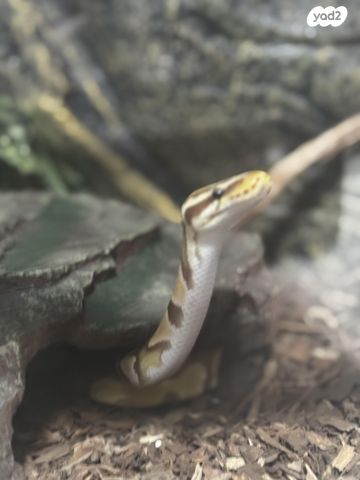 זוחל פיתון מתכדר
