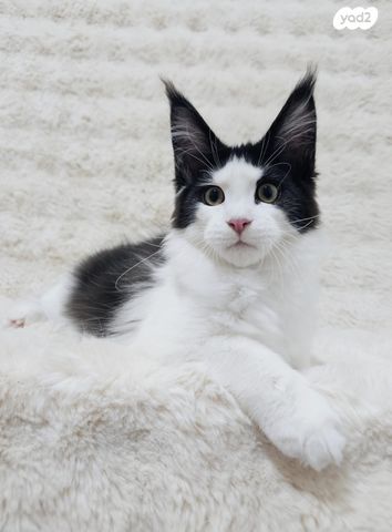 חתול מיין קון